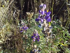 Lupinus altimontanus, photograph Humber Alberto, CC BY, iNaturalist via GBIF