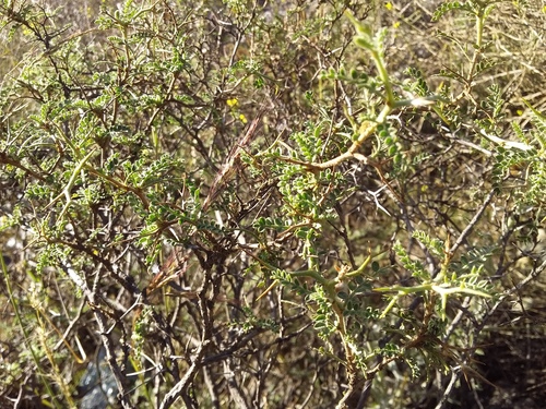 Adesmia miraflorensis, photograph 6