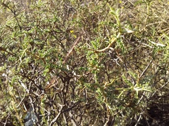 Adesmia miraflorensis, photograph Humber Alberto, CC BY, iNaturalist via GBIF