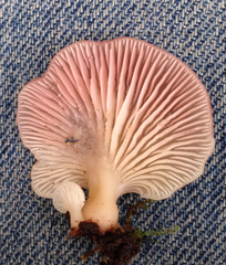 Scytinotus longinquus