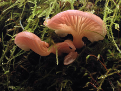 Scytinotus longinquus