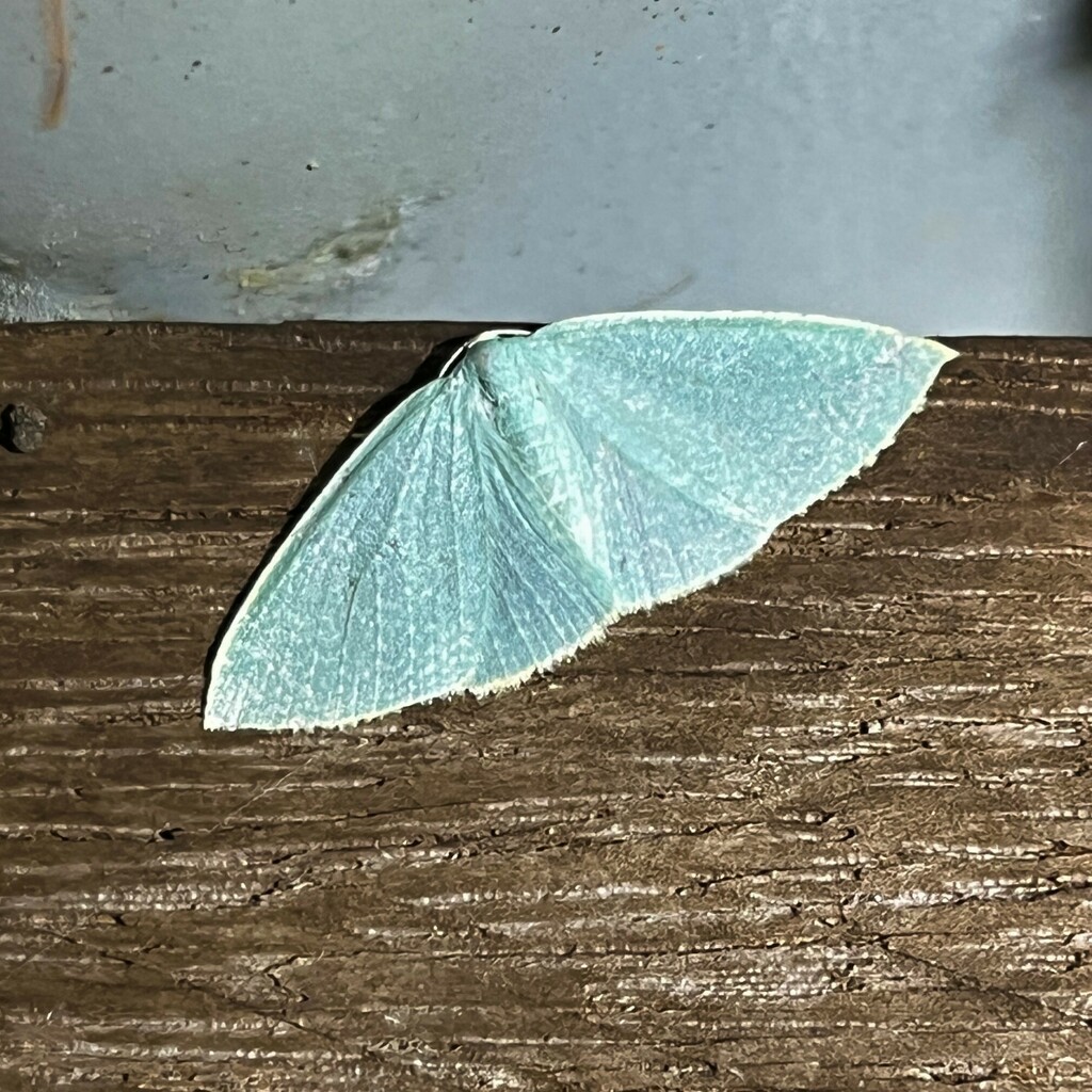Poecilasthena pisicolor