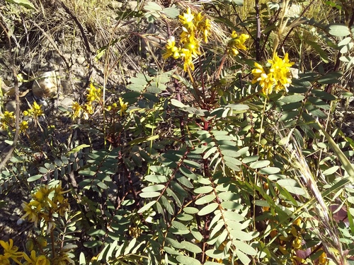 Senna aymara, photograph 4