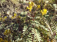 Senna aymara, photograph Humber Alberto, CC BY, iNaturalist via GBIF