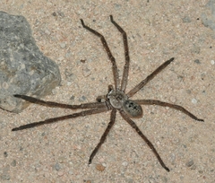 Olios giganteus