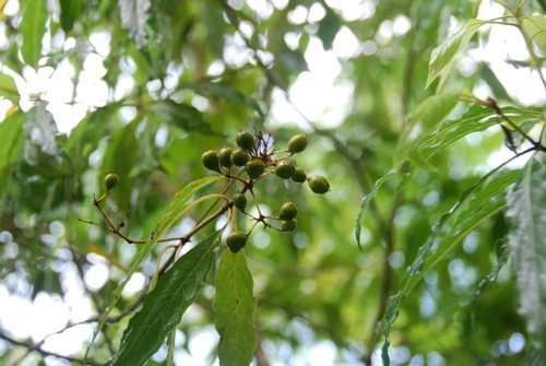 Pittosporum ferrugineum, 2009-09-16