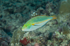 Stethojulis balteata