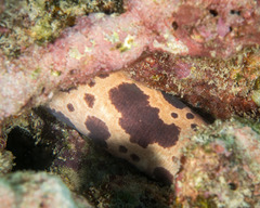 Scuticaria tigrina