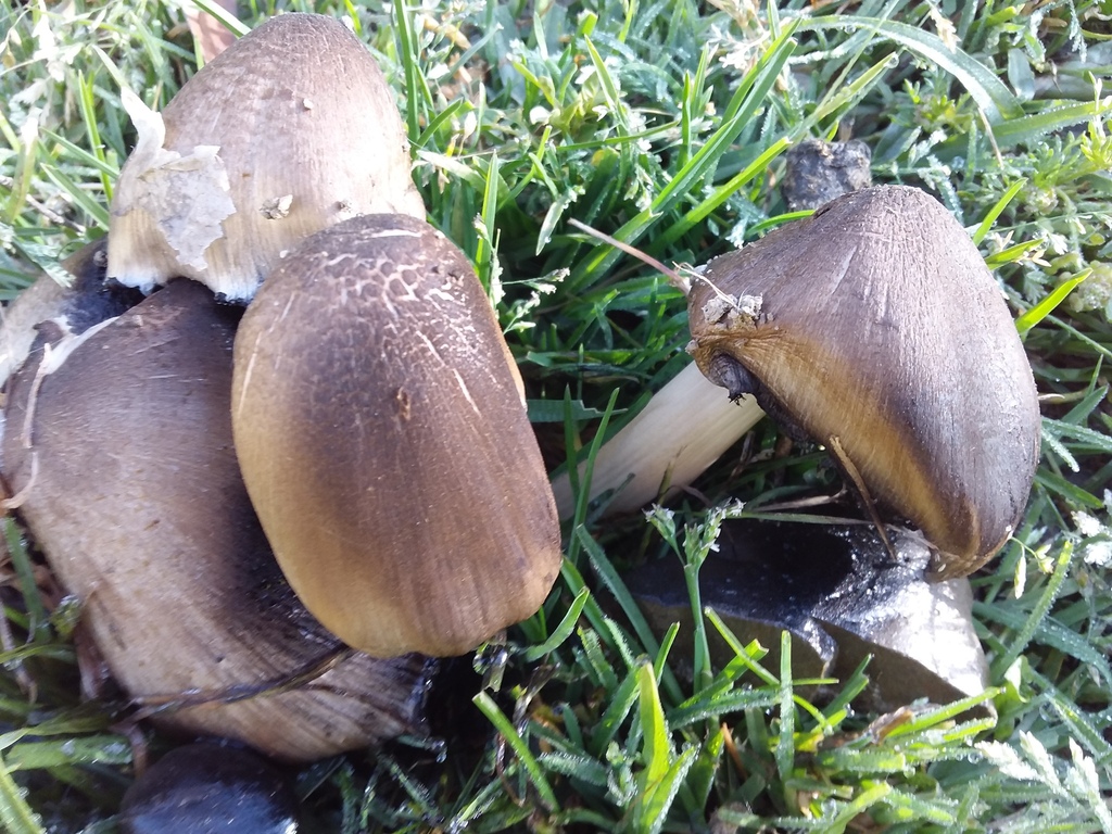 Panaeolus semiovatus · May 2023 · photo: © humber4 (iNaturalist, cc-by)