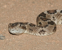 Crotalus enyo enyo