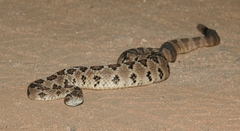 Crotalus enyo enyo