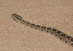 Crotalus enyo enyo