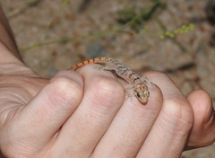 Phyllodactylus xanti