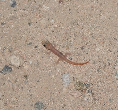 Phyllodactylus unctus