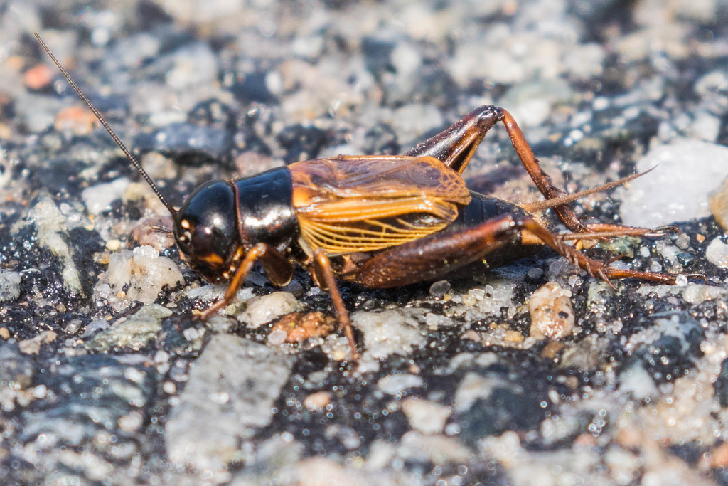 Sand Field Cricket (Crickets of the United States) · iNaturalist