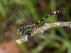 Ictinogomphus pertinax