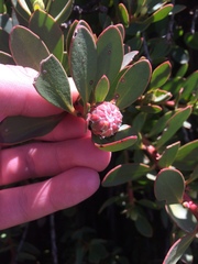 Protea venusta