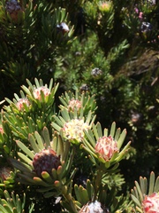 Leucadendron dregei