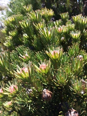 Leucadendron dregei