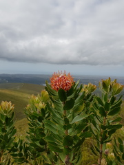 Leucospermum glabrum