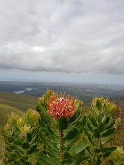 Leucospermum glabrum