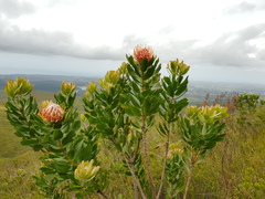 Leucospermum glabrum
