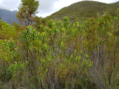 Leucospermum glabrum