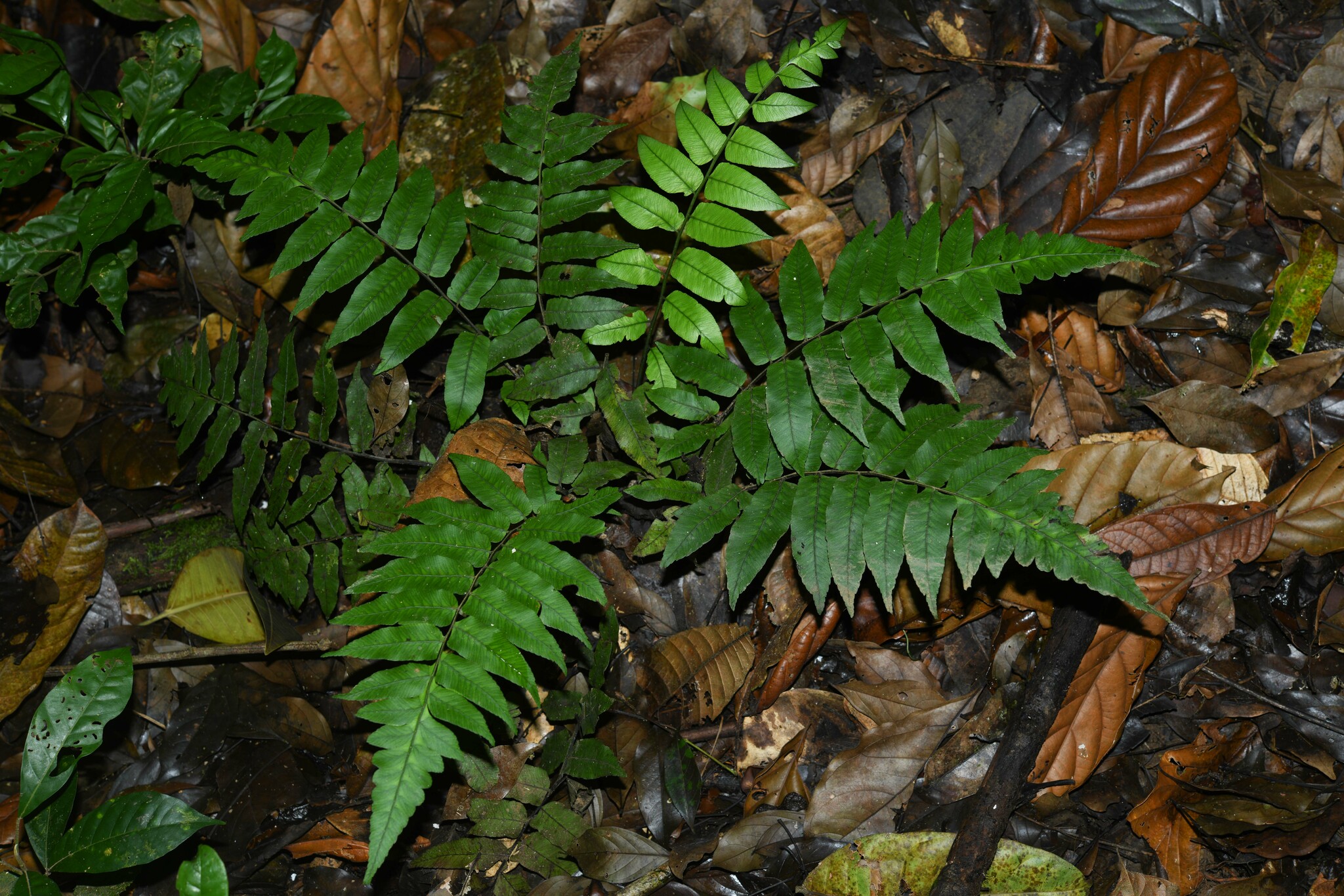Diplazium grandifolium