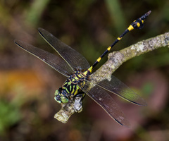 Ictinogomphus pertinax