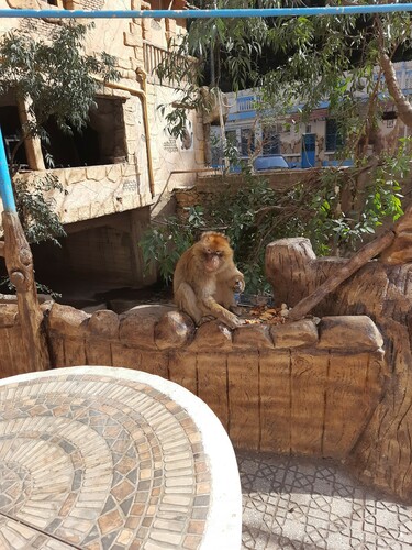 Barbary Macaque