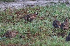 Colinus nigrogularis