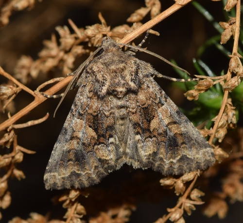 Conisania andalusica Staudinger, 1859