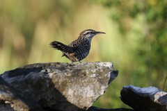 Campylorhynchus yucatanicus
