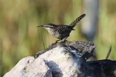 Campylorhynchus yucatanicus