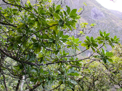 Pittosporum glabrum observed 2006-01-11