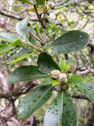 Pittosporum glabrum observed 2005-04-02