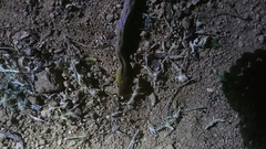 Coelognathus helena