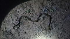 Coelognathus helena