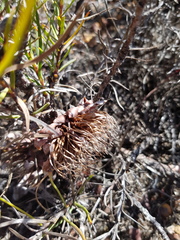 Protea decurrens