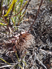 Protea decurrens