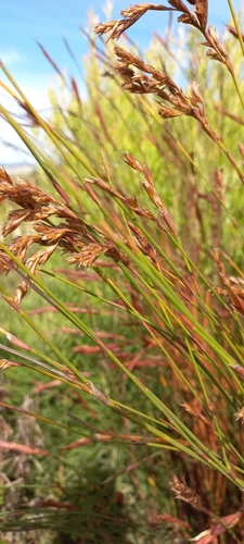Image of Restio dispar by (c) Adele SL, some rights reserved (CC BY)