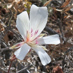 Pelargonium articulatum