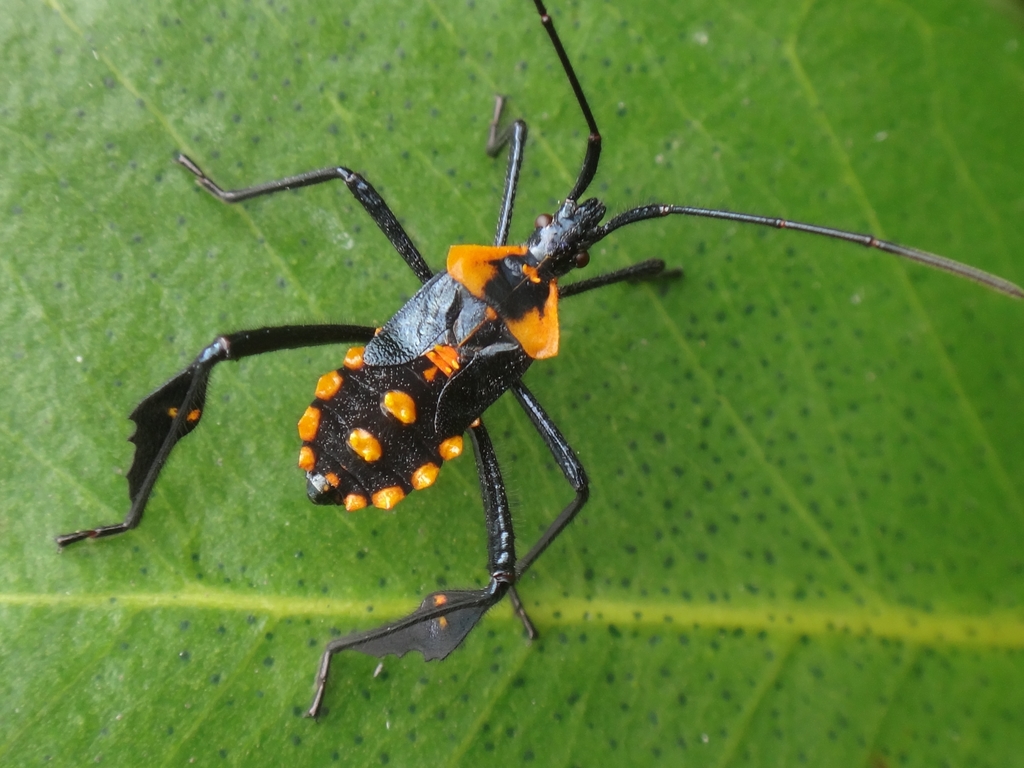 Citron Bug