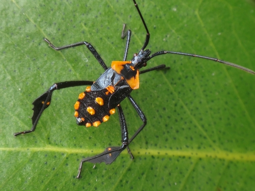 Citron Bug