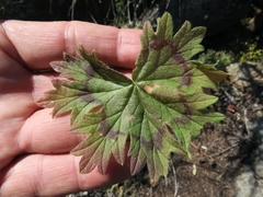 Pelargonium articulatum