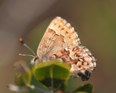 Callophrys lanoraieensis