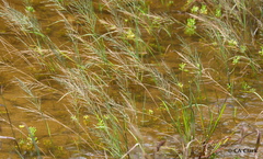 Diplachne fusca