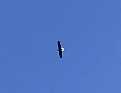 Bald Eagle