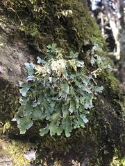 Ricasolia quercizans