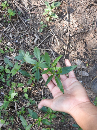 Image of Cissus palmata by (c) Eduardo Luis Beltrocco, some rights reserved (CC BY)
